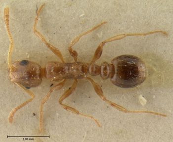 Media type: image; Entomology 28761   Aspect: habitus dorsal view